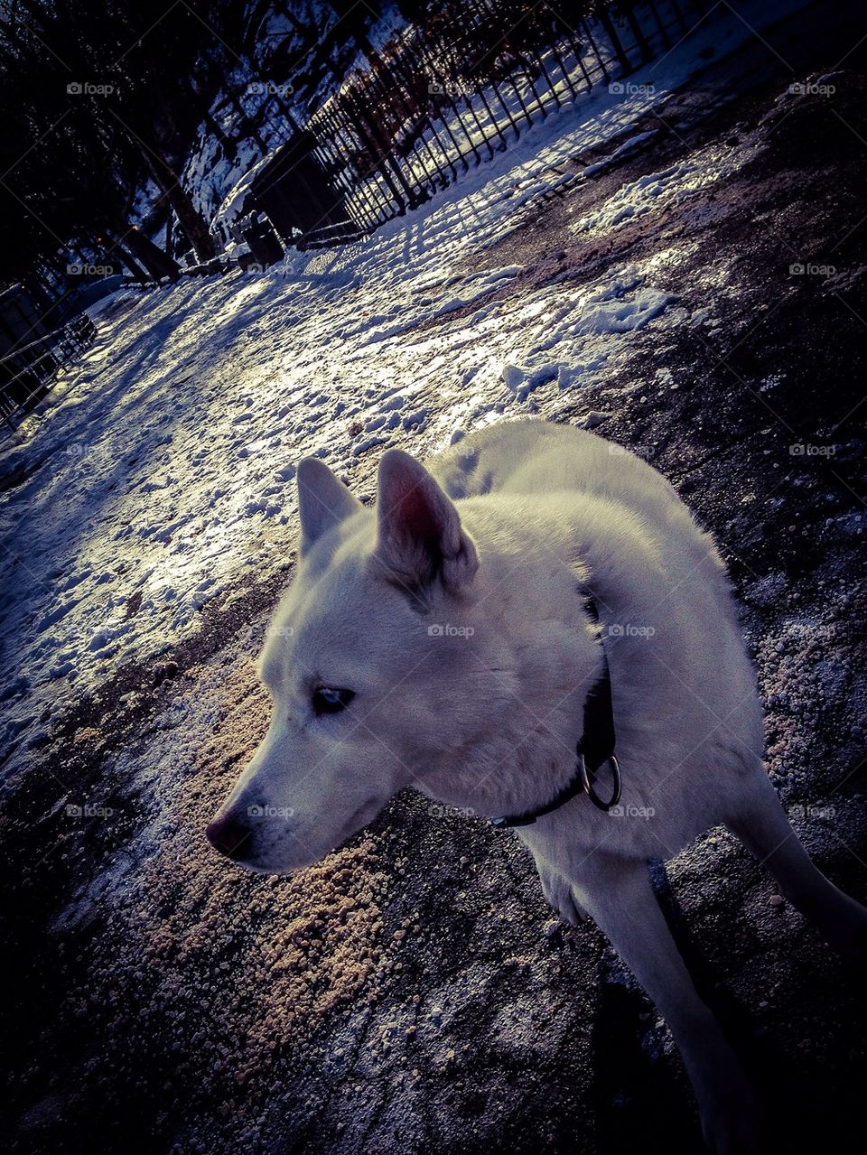 Dog in Snowy Park