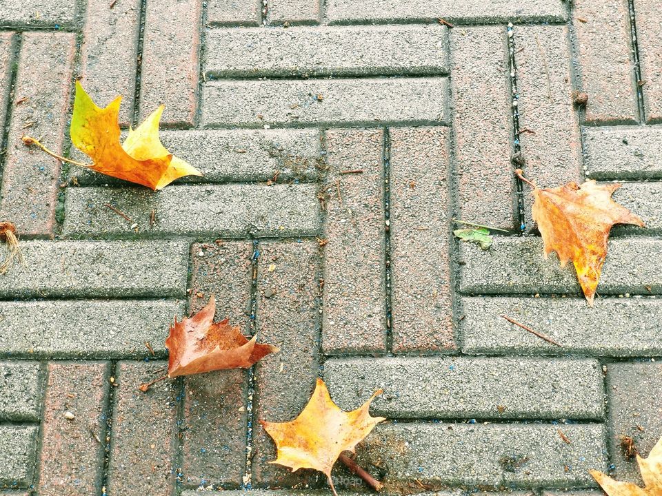 Leaves on a pavement.