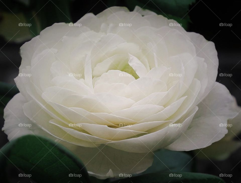 Open White Rose. White Rose