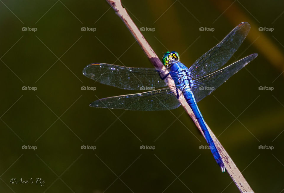 Dragonfly