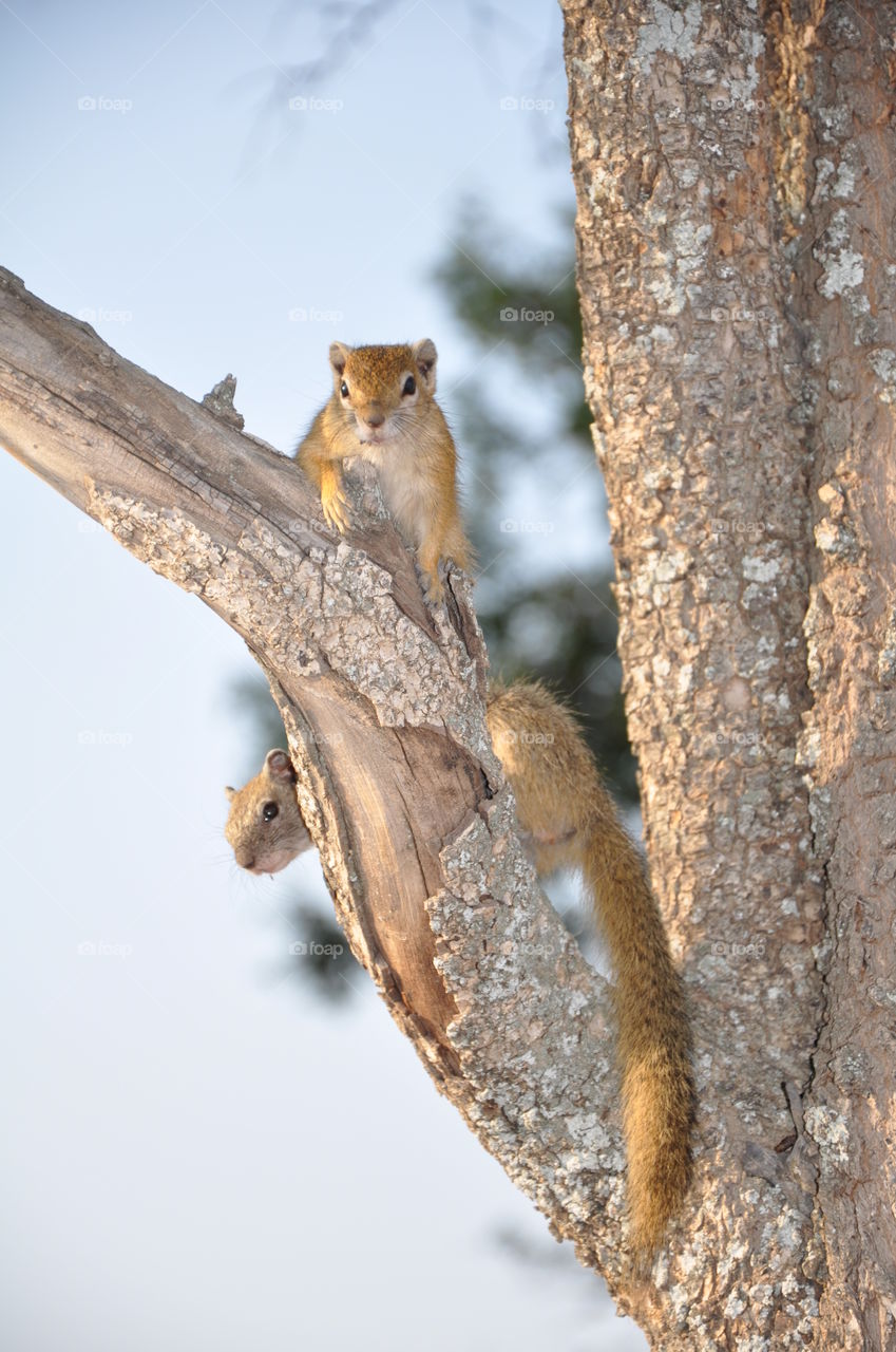 Mischievous African bush squirrels watching the world go by
