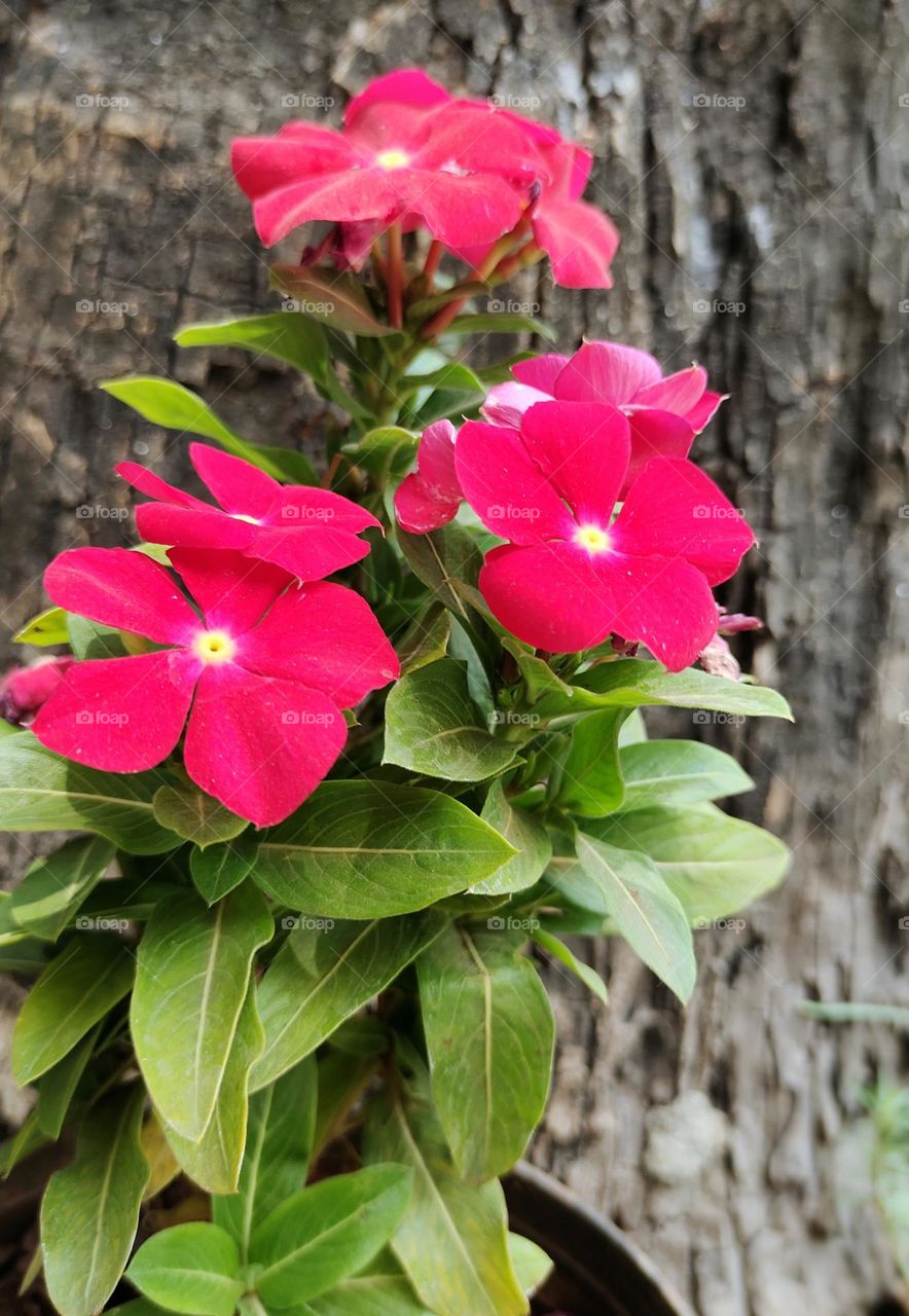 The sun returned to the tree