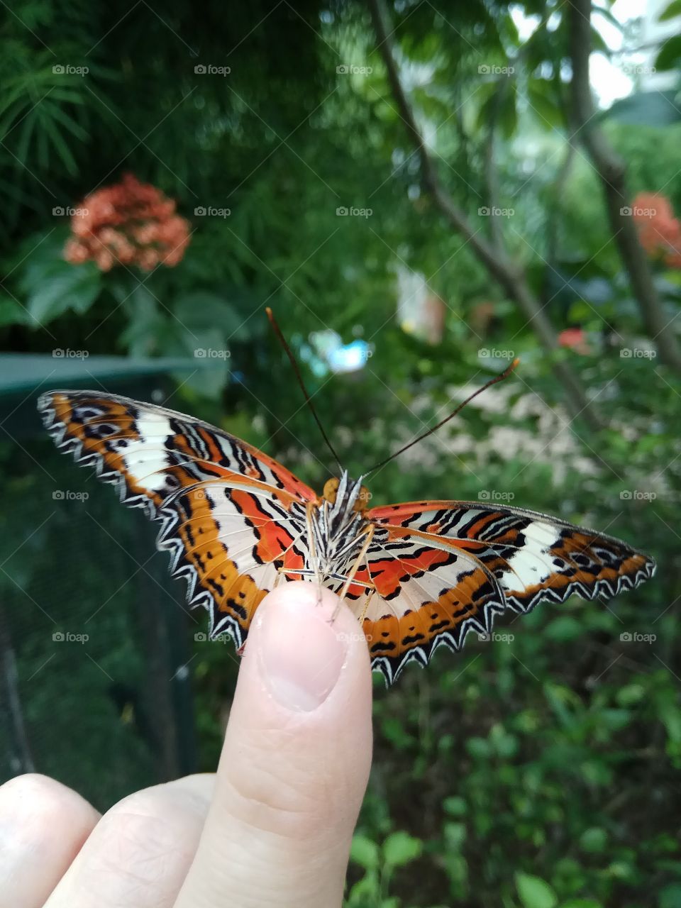 Beautiful  Butterfly