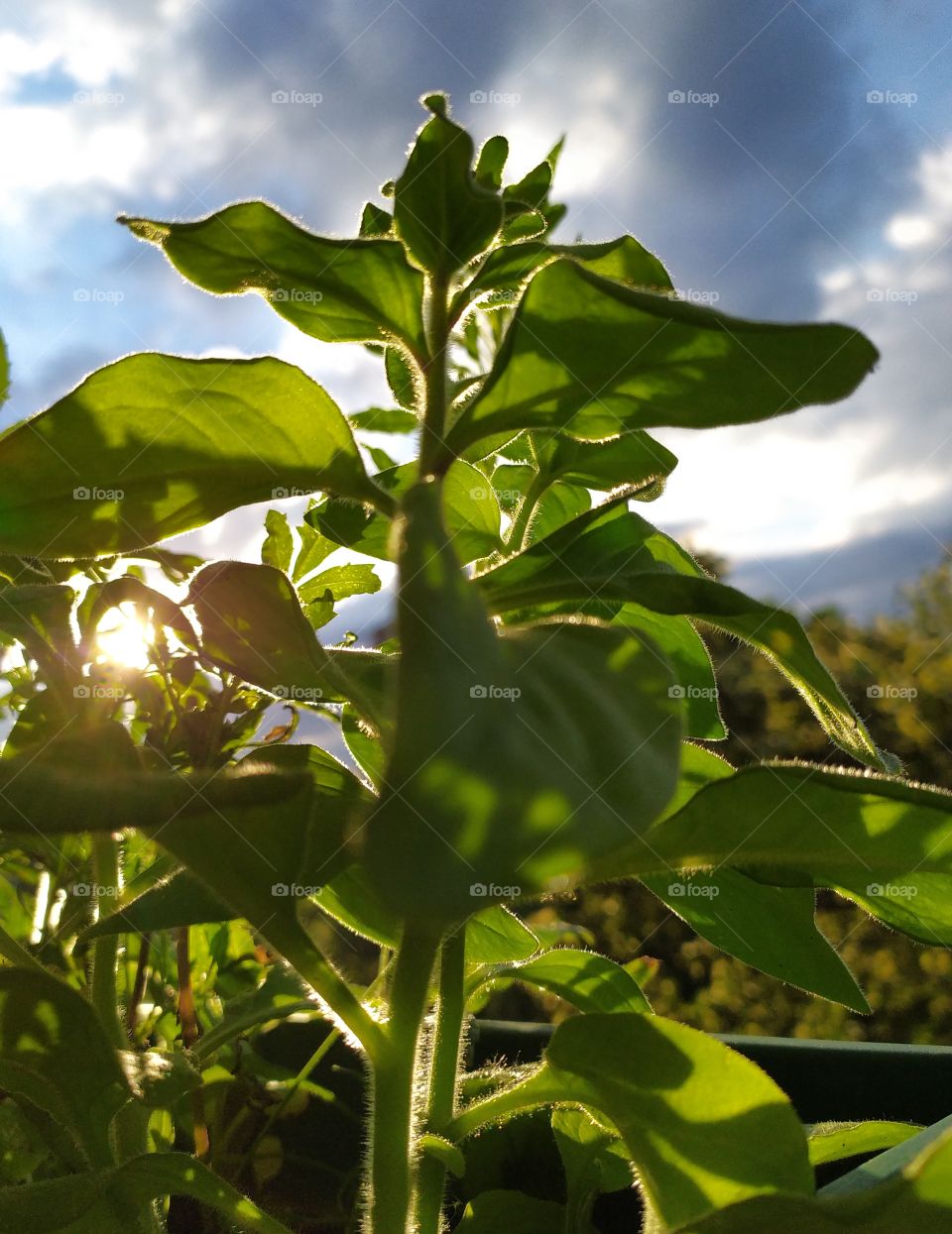 Closeup of a Petunia Plant