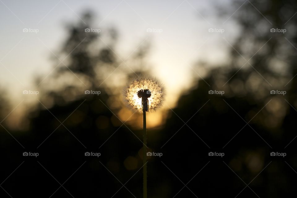 Sunset Dandelion