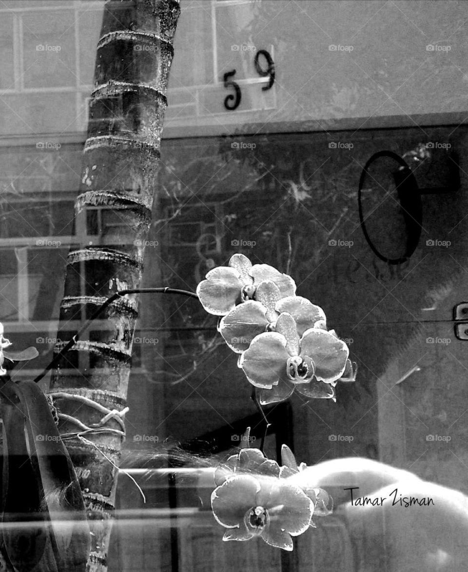Orchid in B&W