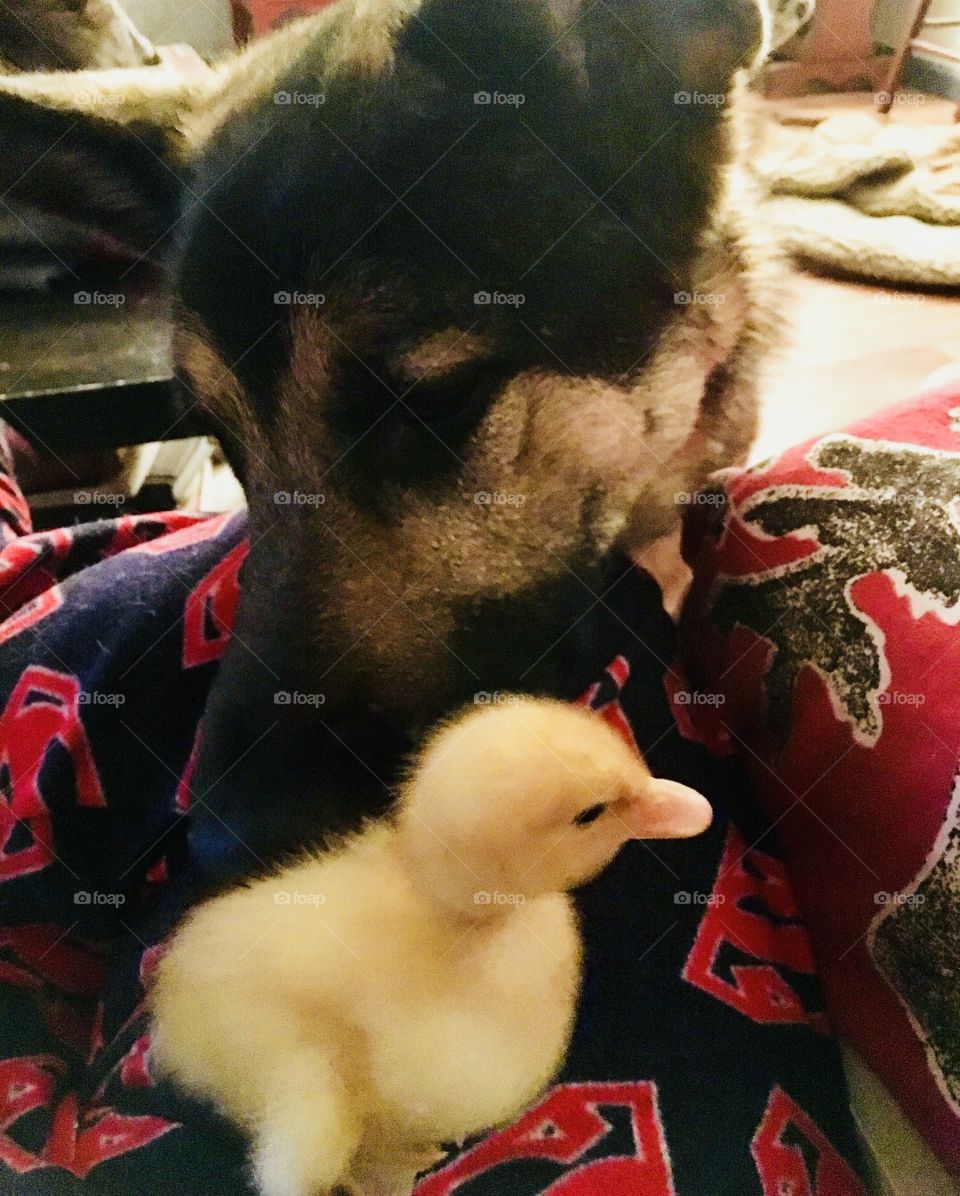 Hooves to Freedom Equine Therapeutic Riding Center’s newest addition for pet therapy...cute little duckling and his German Shepherd friend. 