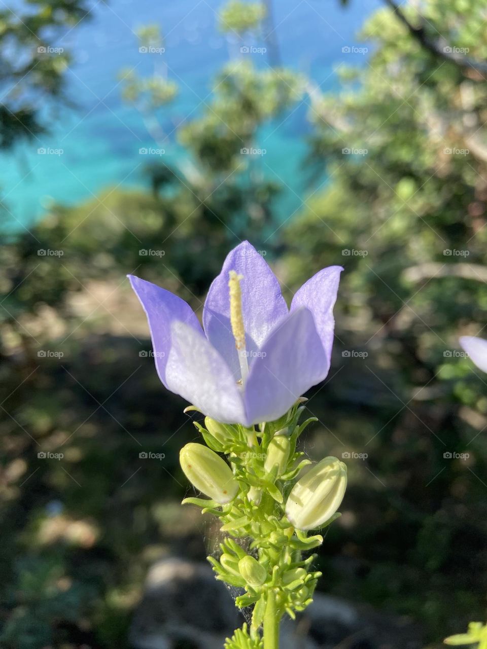 Purple flower 