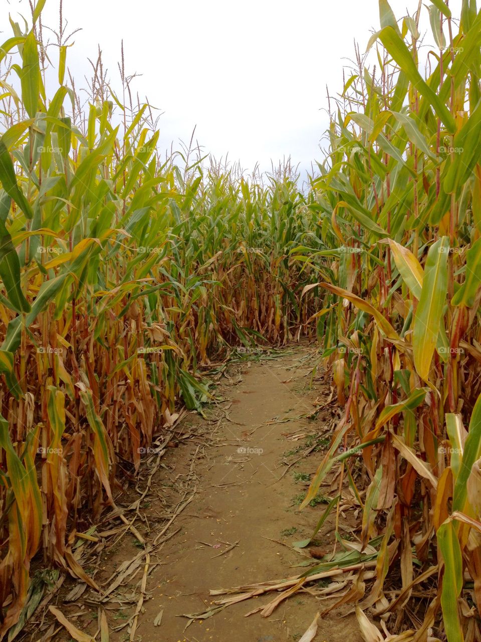 Corn Maze at Farm