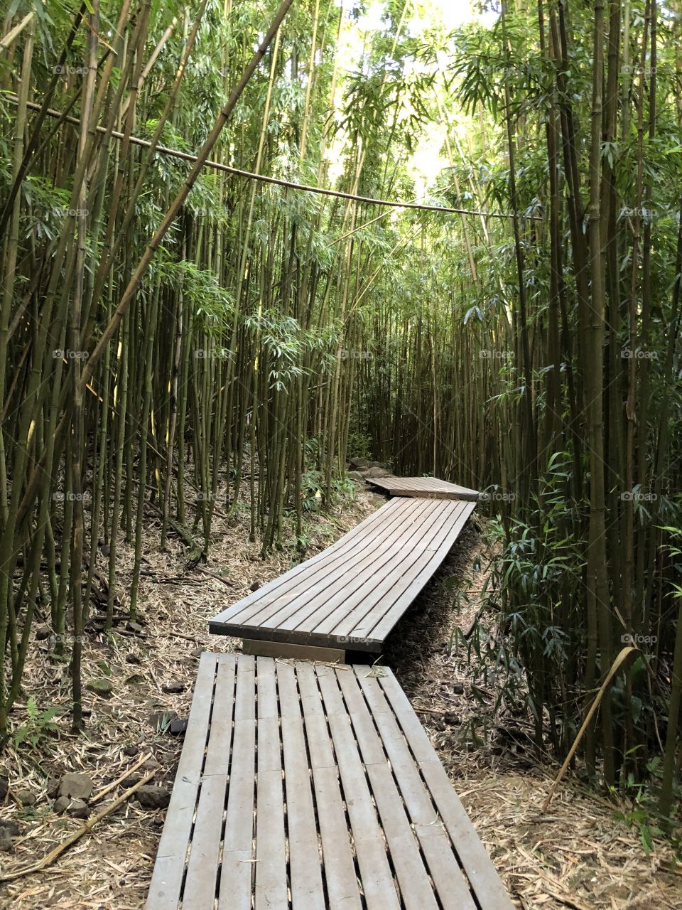 Bamboo forest Maui, Hawaii