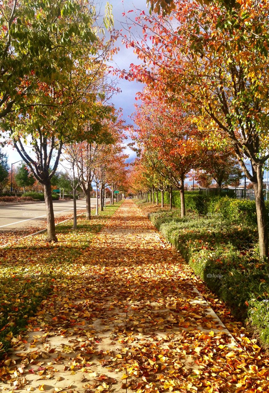 A walk through the leaves