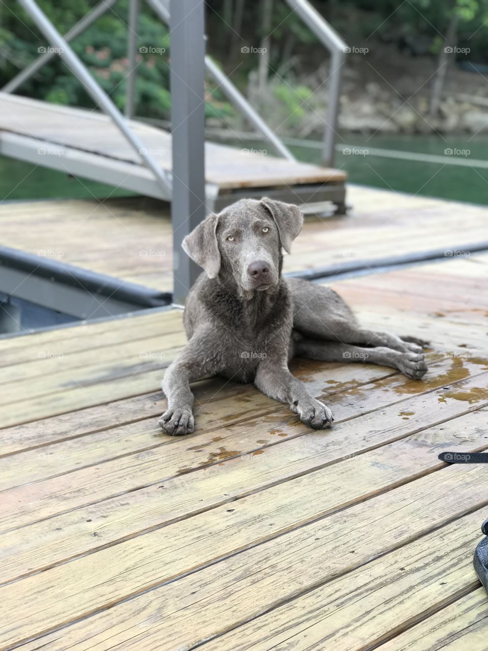 Silver Lab relaxed on the lake
