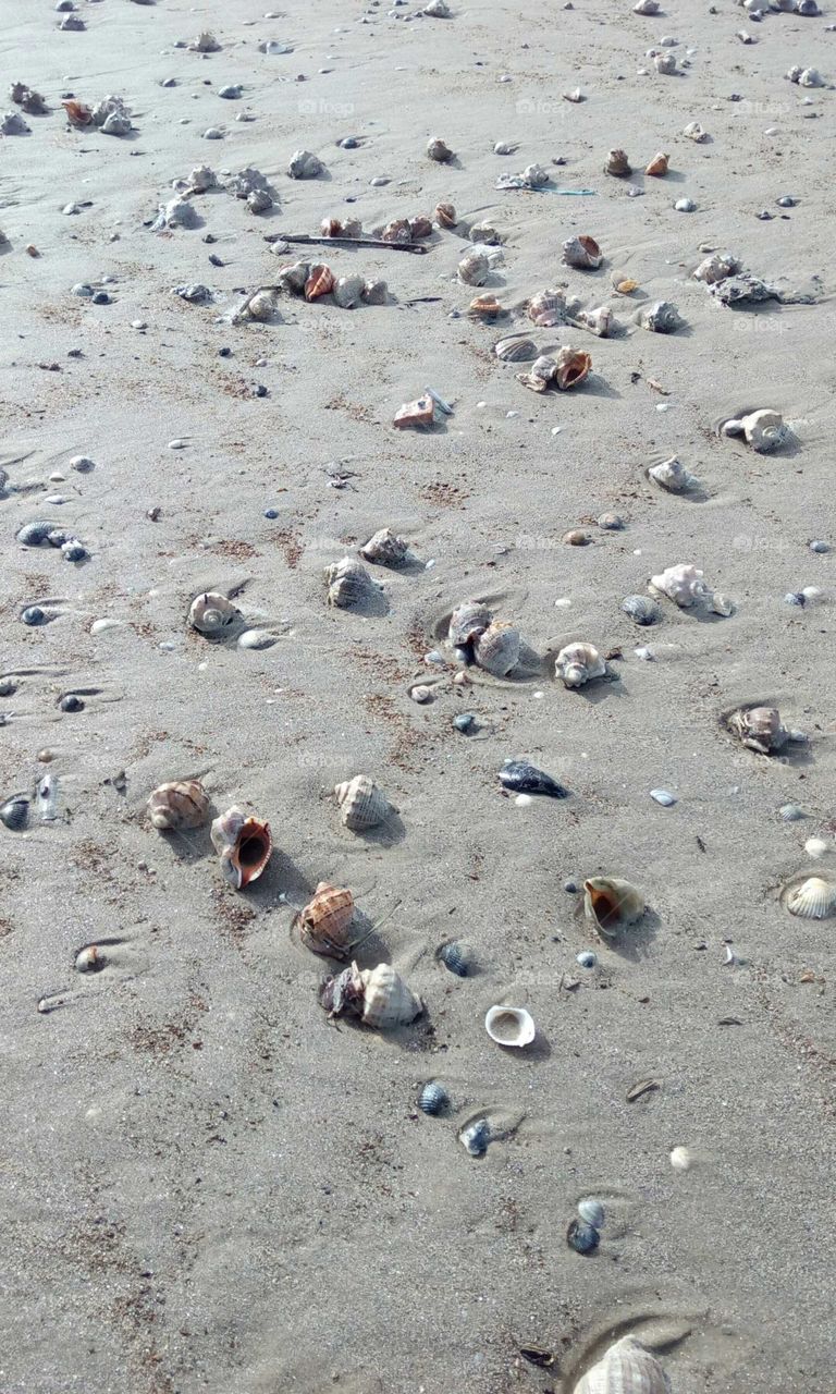 Shell collection on sand