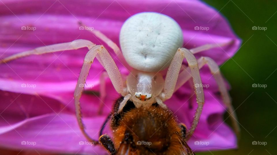 white spider eats bee
