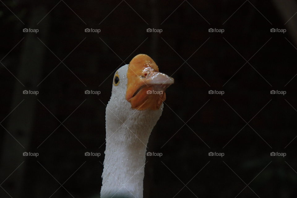a duck looking at camera