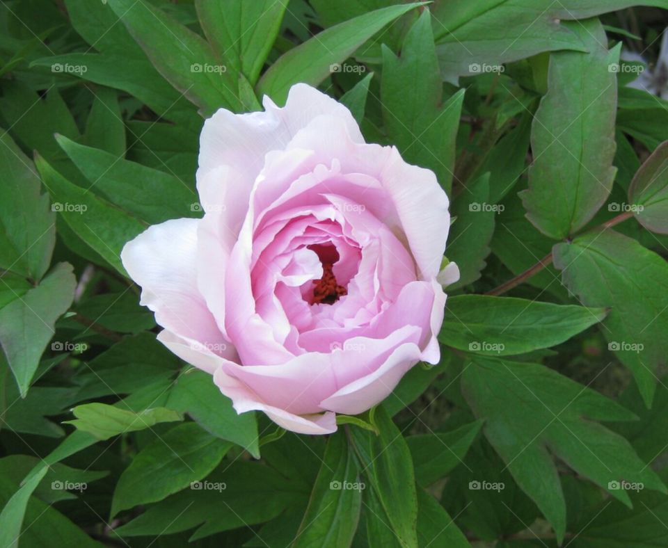 Pink Peony
