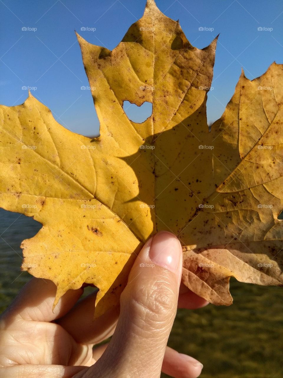 autumn leaf with heart in the hand, love autumn