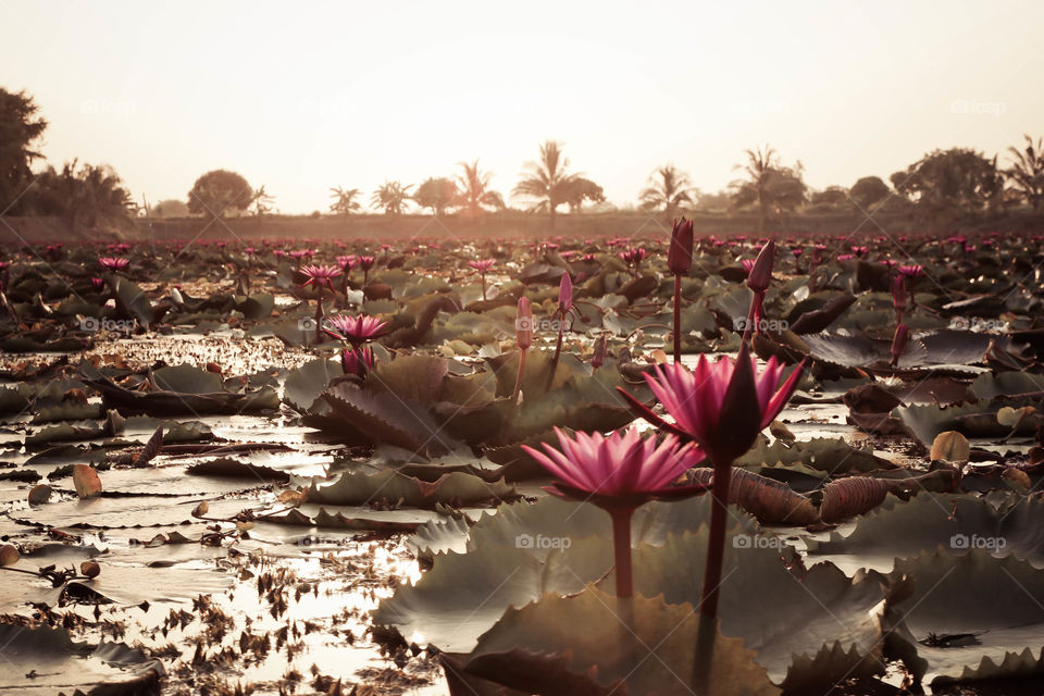 Pink lotus in the lake sunset time