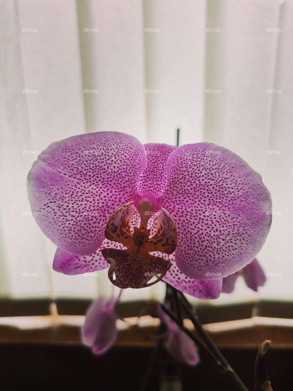 Orchid