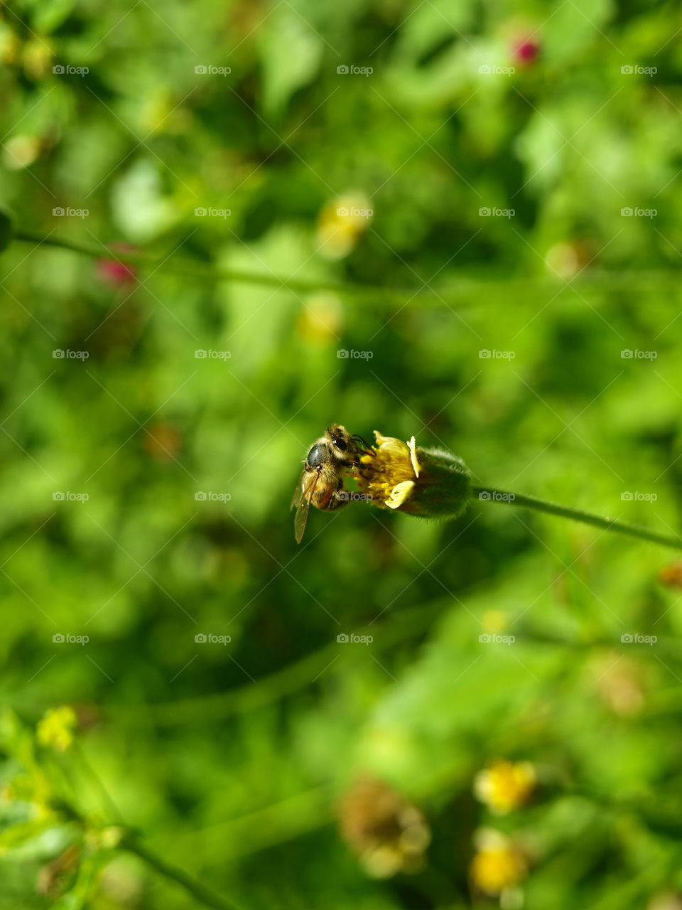 flower & bee