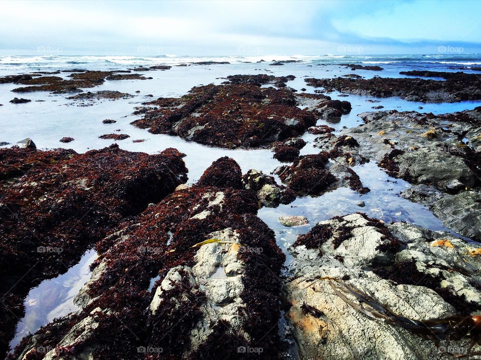 Never underestimate the beauty of tide pools. 