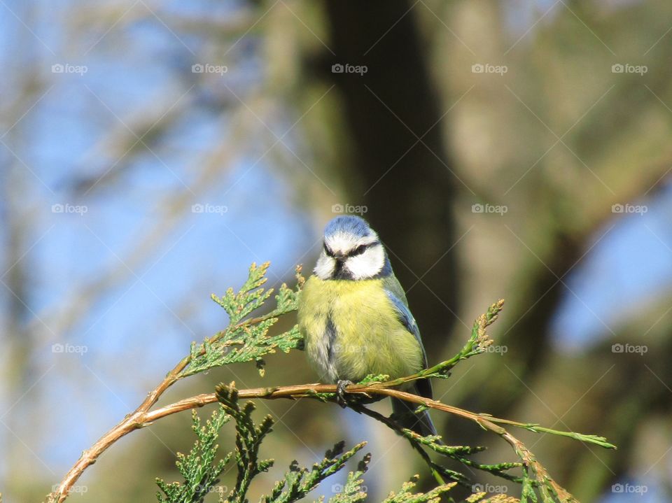 Blue Tit