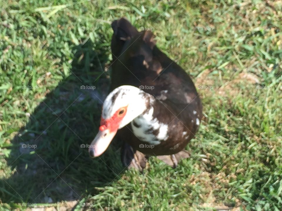 Muscovy. Inqusitive Muscovy duck.