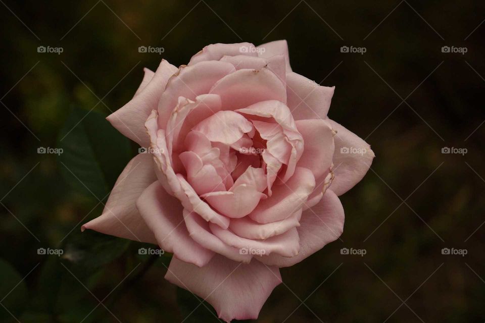Flower, Rose, No Person, Nature, Love