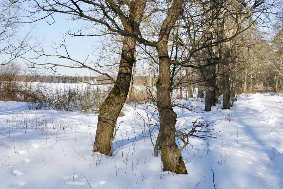 Winter Landscape 