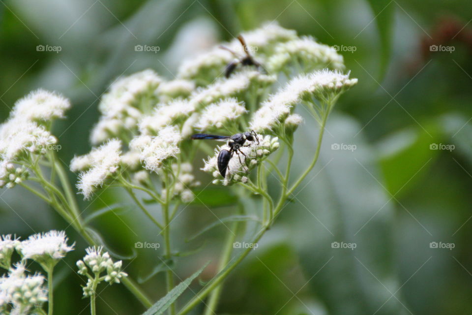 Bee of flower