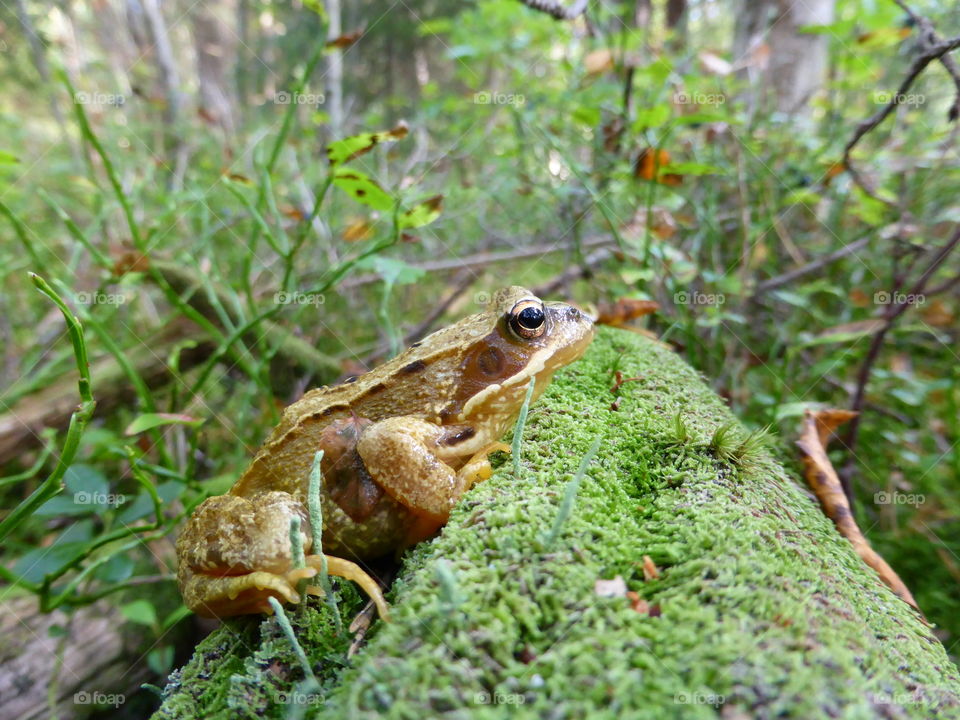 Frog in forest