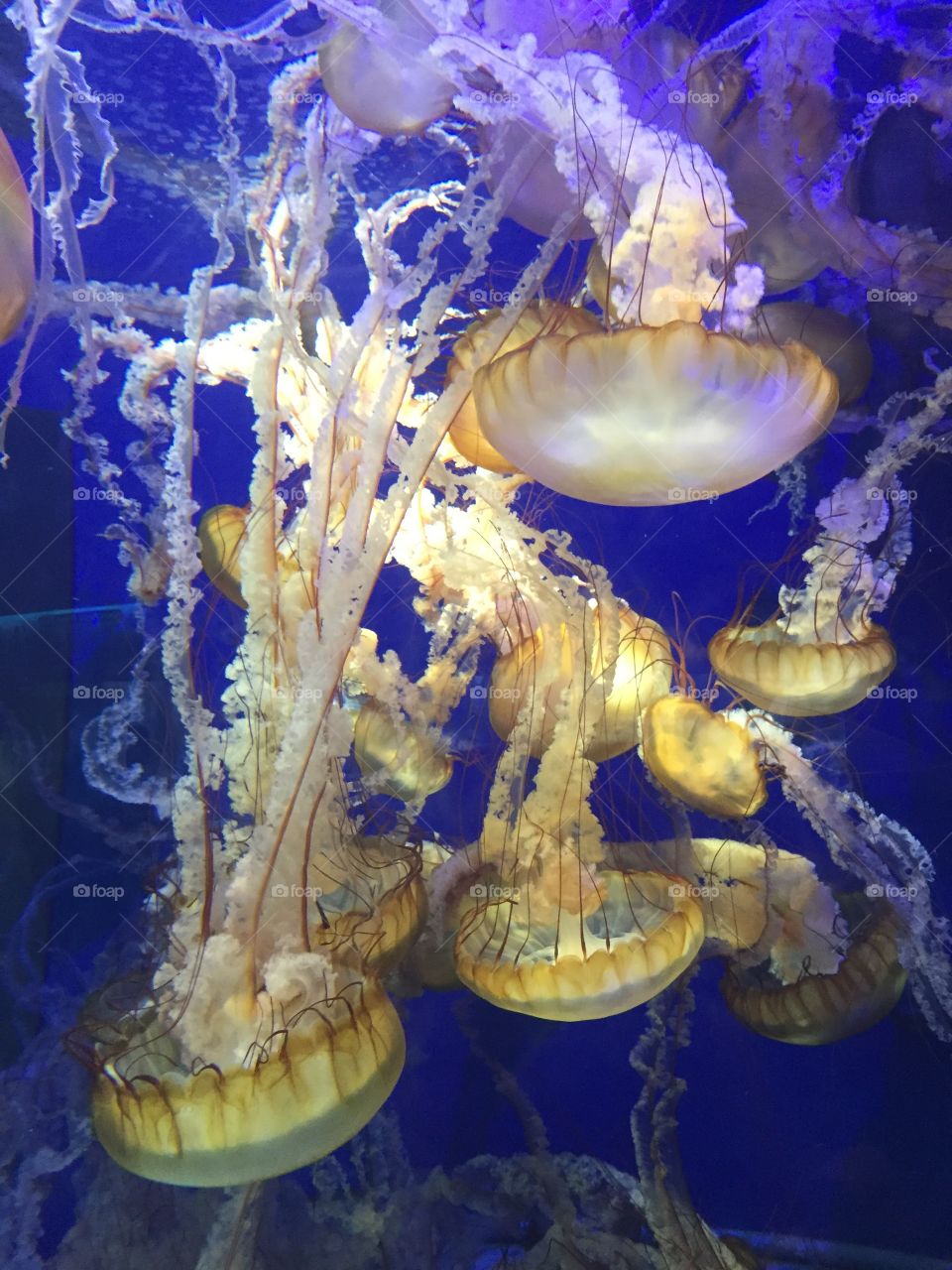Swimming Jellyfish 