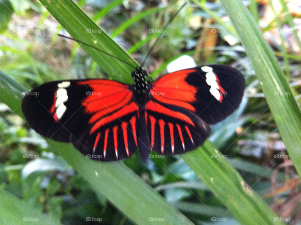 Butterfly, Insect, Nature, Outdoors, No Person