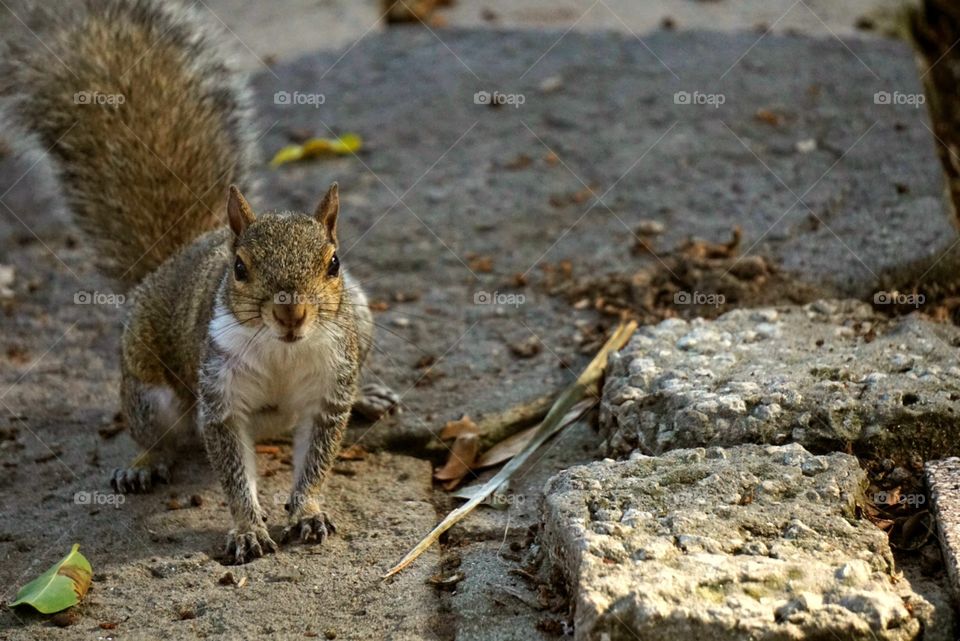 Alvin in the backyard