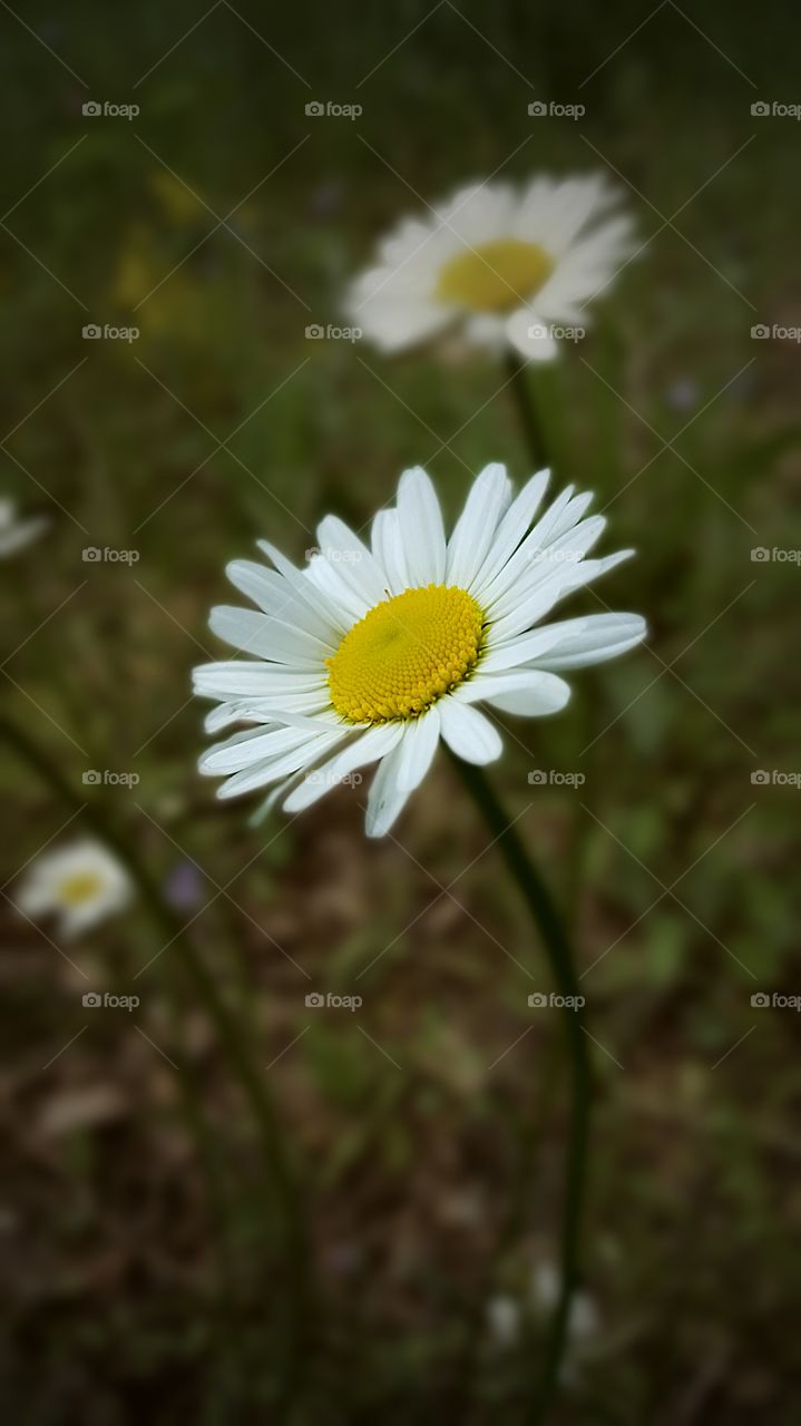 White chamomile blooming at outdoors