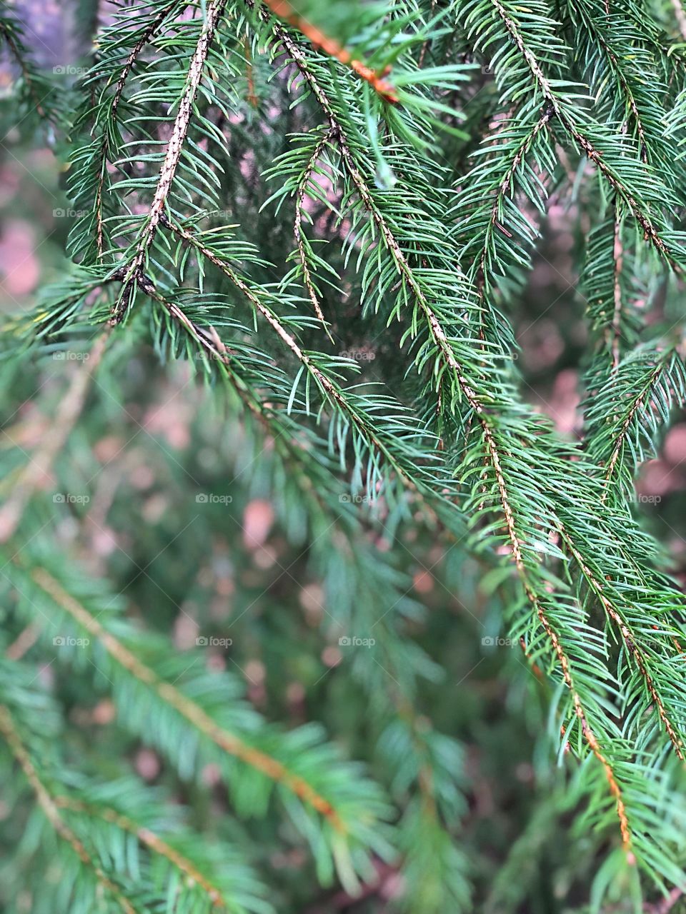 Pine branch
