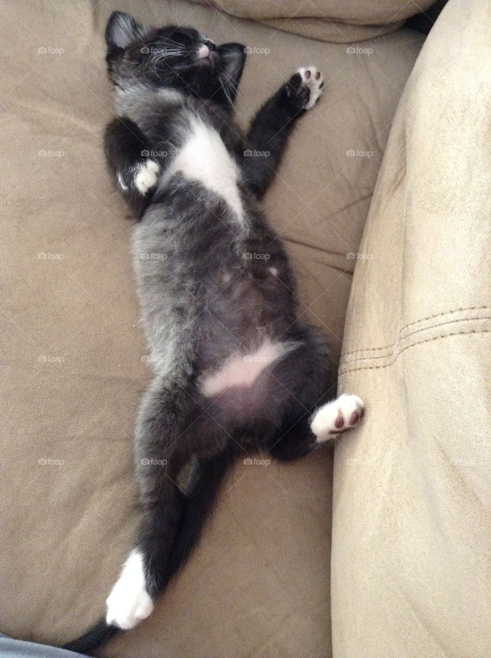Stretched out kitten