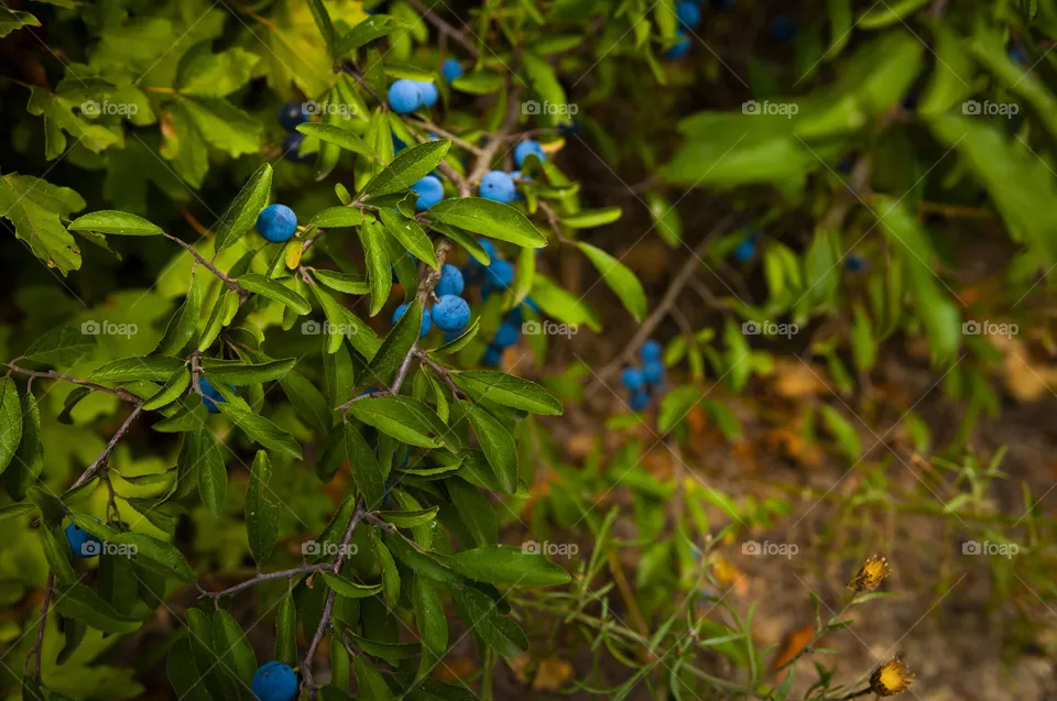 Blue berry