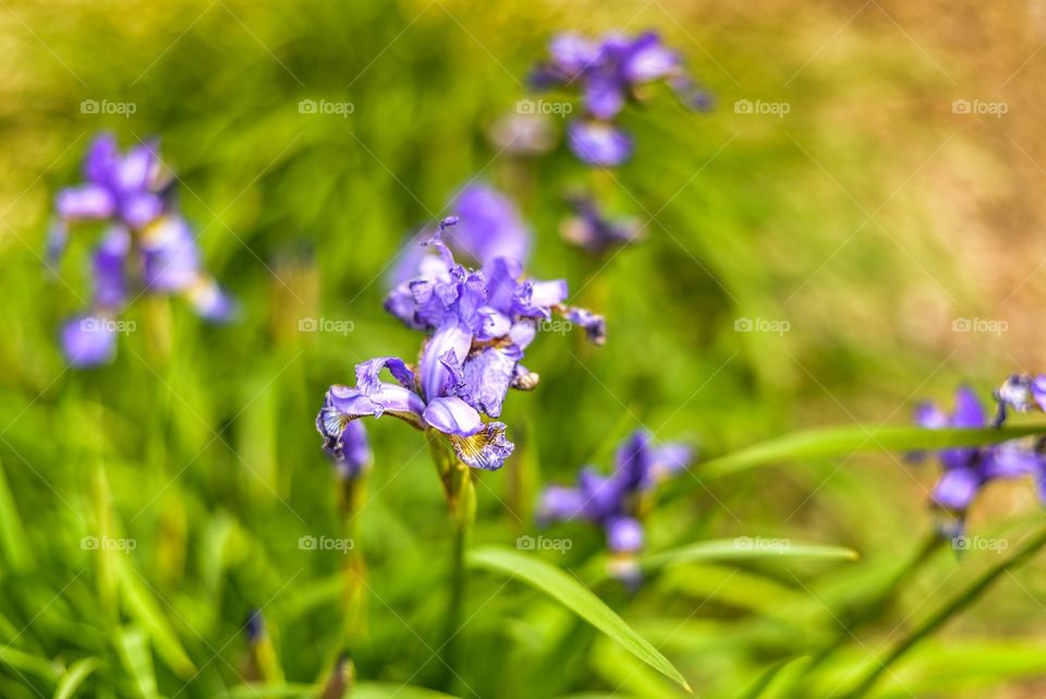 Greek goddess, Irises