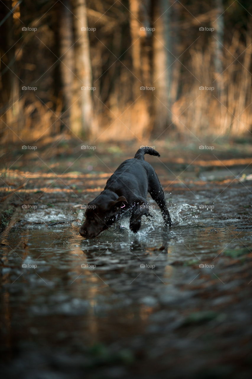 Funny brown Labrador dog in spring forest