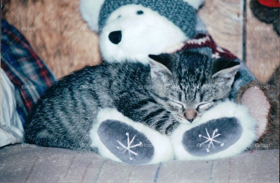 Tabby kitten sleeping on bear