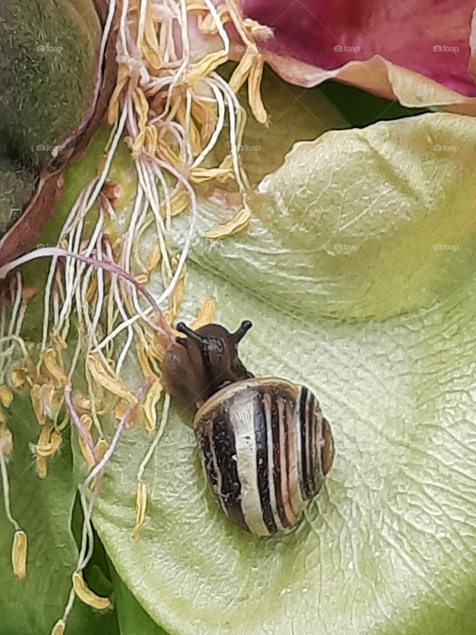 tiny shell snail on faded tree peony flower