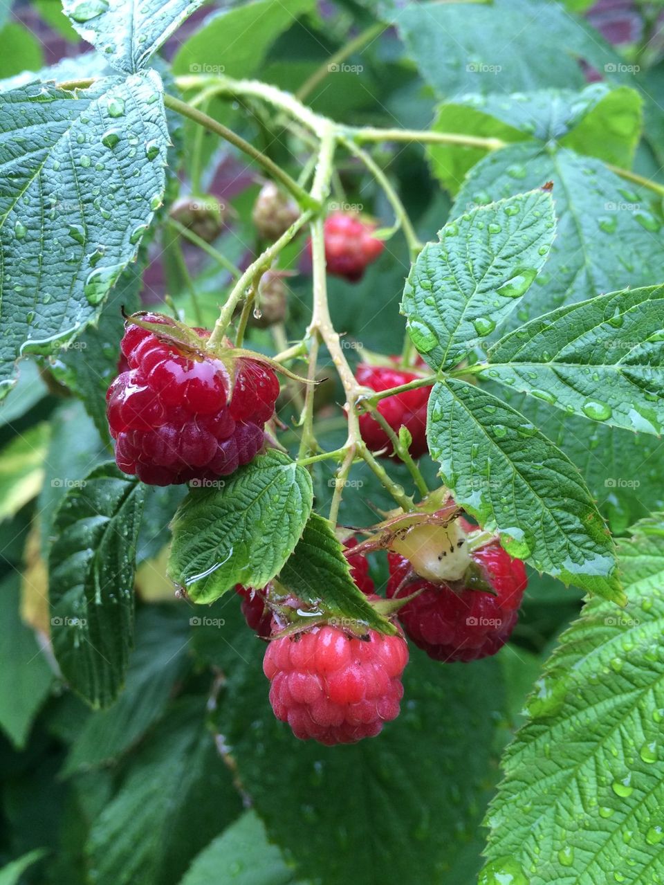 Raspberries