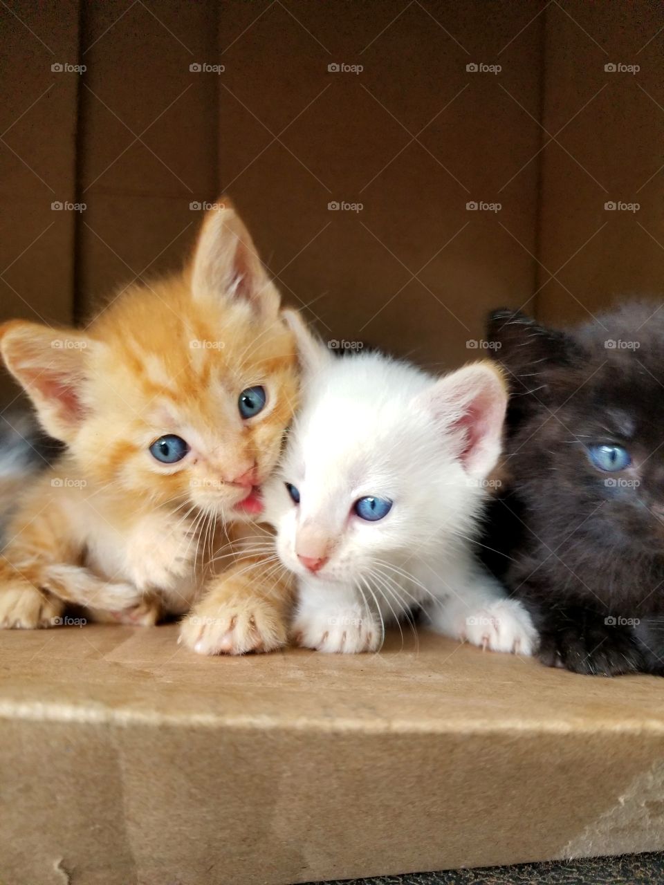 three kittens in a box