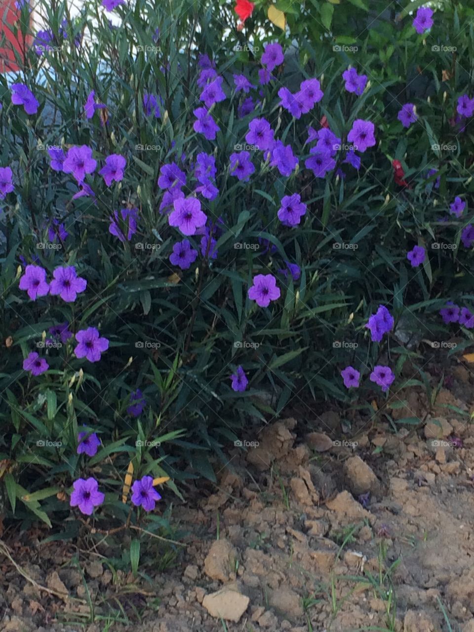 Purple Blooms