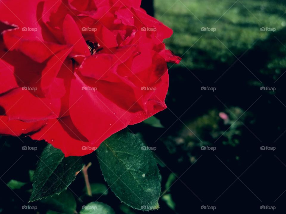 Red rose