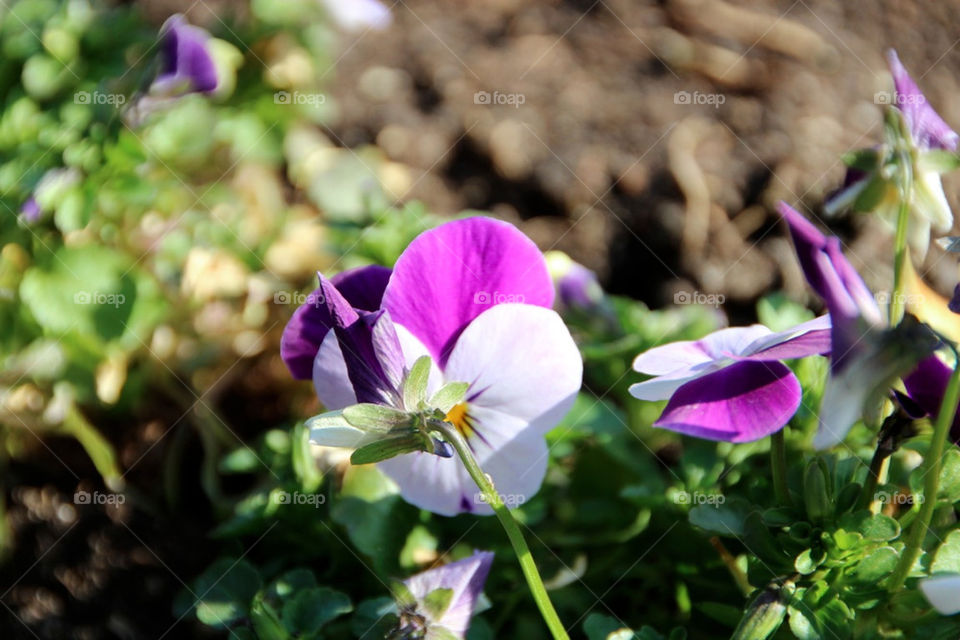 flower blumen by stef79