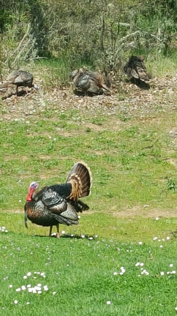 Tom Turkey and his Hens