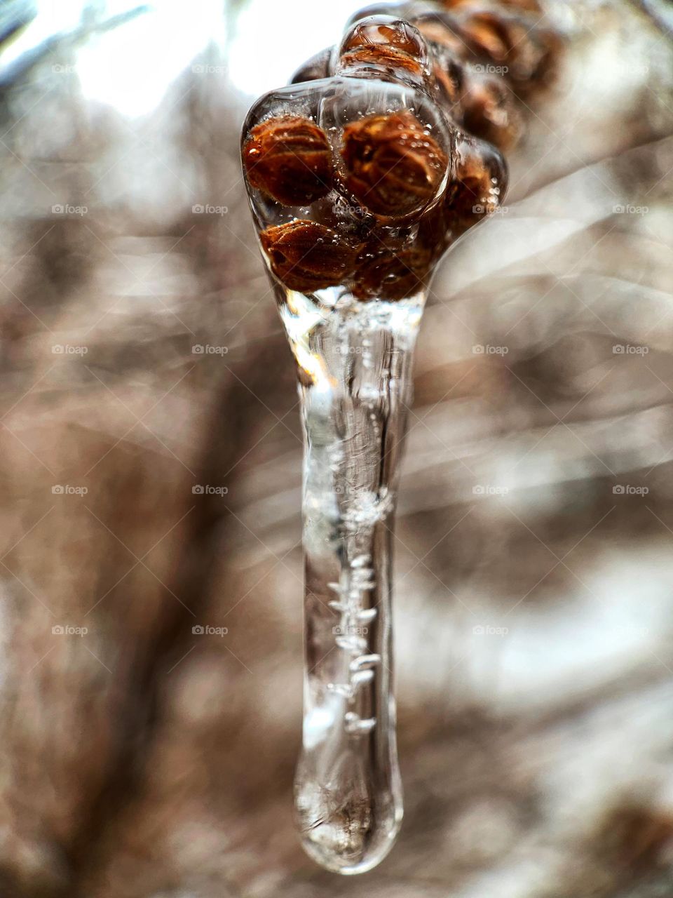 Dried flowers inside the icicle