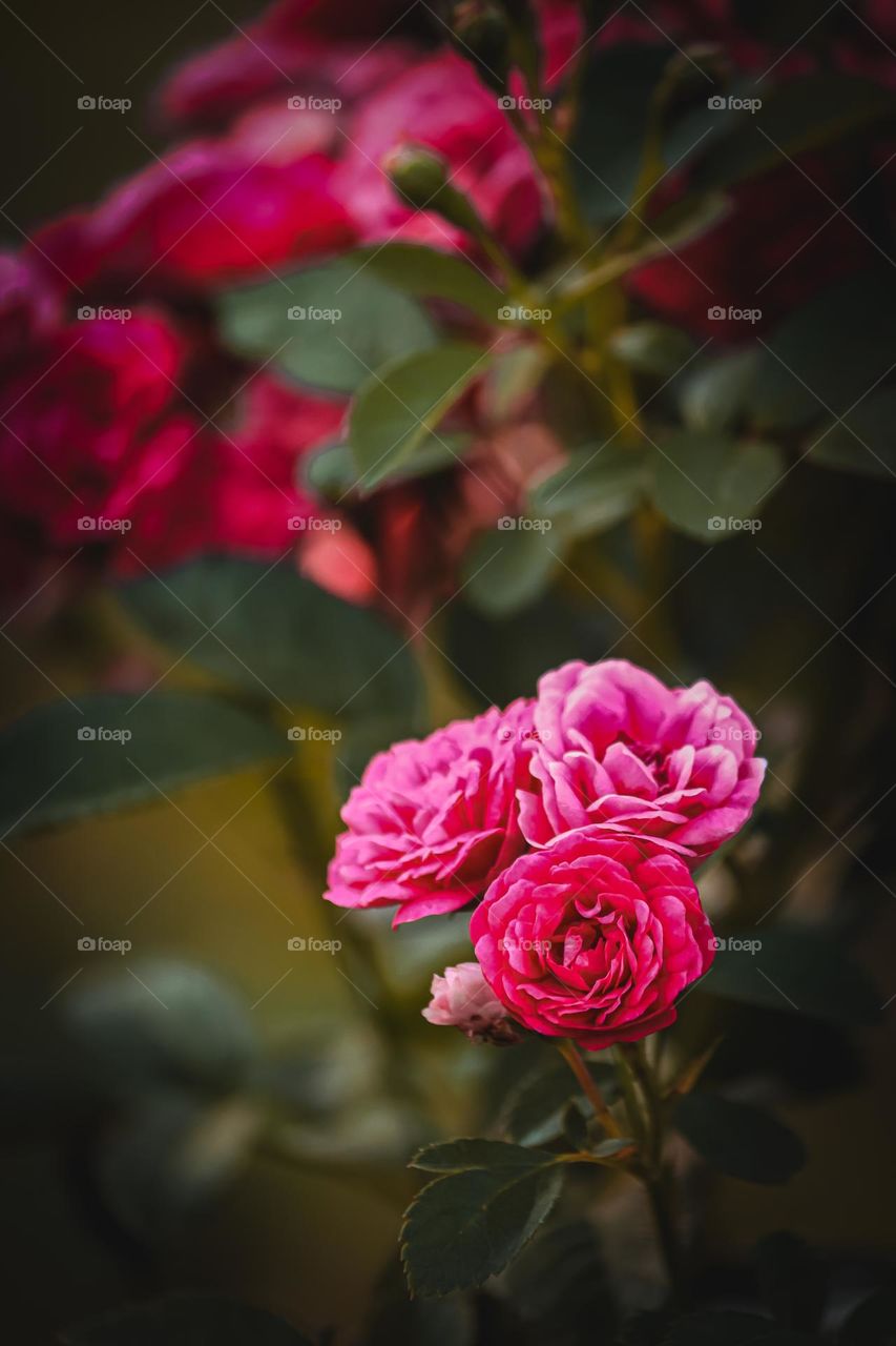 flowers rose greenery plants love